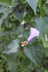 Ipomoea