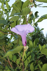 Ipomoea