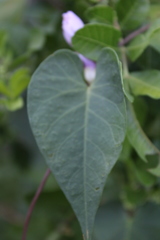 Ipomoea