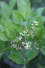 Schinus terebinthifolia