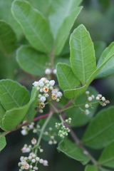 Schinus terebinthifolia