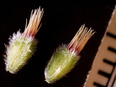 Chrysopsis texana