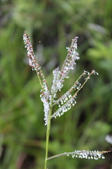 Poaceae