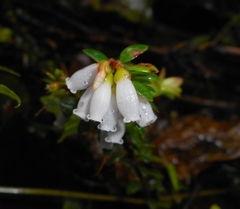 Disterigma humboldtii