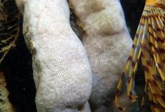 Lissoclinum perforatum