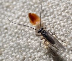 Mesopsocus unipunctatus