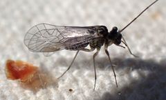 Mesopsocus unipunctatus