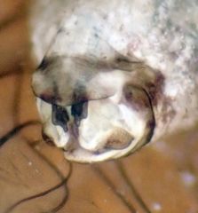 Mesopsocus unipunctatus