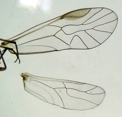Mesopsocus unipunctatus