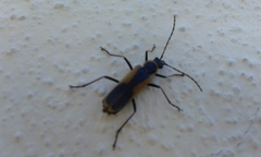 Chauliognathus limbicollis