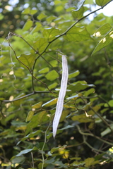 Fridericia conjugata