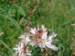 Dionconotus neglectus neglectus