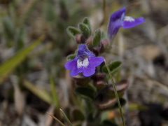 Scutellaria potosina