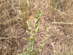 Linaria dalmatica dalmatica