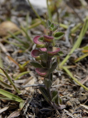 Scutellaria potosina