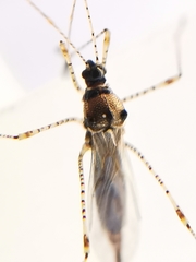 Gampsocoris punctipes