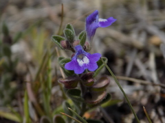Scutellaria potosina