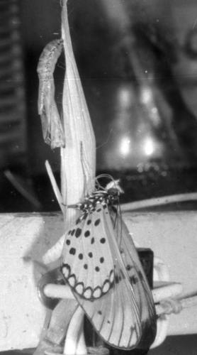 Westwood's Acraea