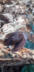 Limax dacampi