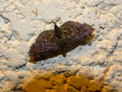 Pilocrocis ramentalis