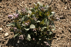 Physochlaina orientalis