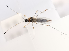 Gampsocoris punctipes