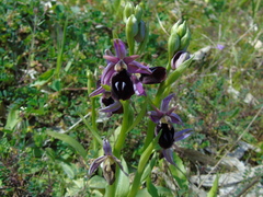 Ophrys ferrum-equinum