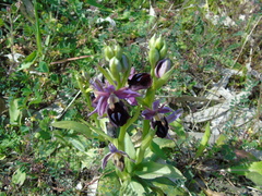 Ophrys ferrum-equinum