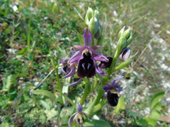 Ophrys ferrum-equinum