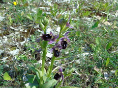 Ophrys ferrum-equinum
