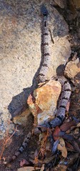 Crotalus lepidus klauberi