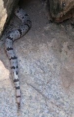 Crotalus lepidus klauberi