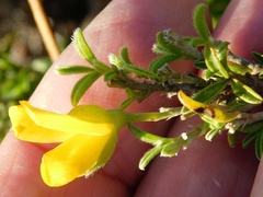 Argyrolobium pachyphyllum