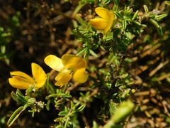 Argyrolobium pachyphyllum