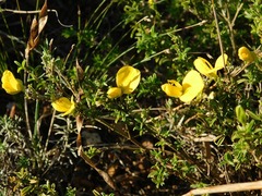 Argyrolobium pachyphyllum