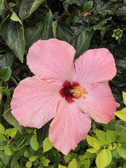 Hibiscus