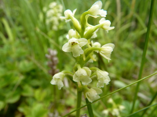 Section Gymnadeniopsis · iNaturalist