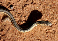 Psammophis leightoni