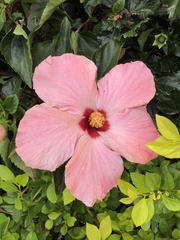 Hibiscus