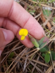Crotalaria rotundifolia