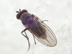 Coenia curvicauda