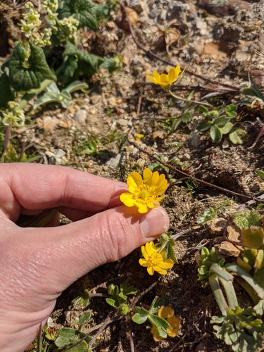 California Buttercup