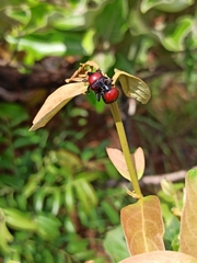 Diorymerus