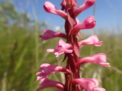 Satyrium macrophyllum