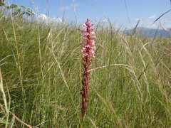 Satyrium macrophyllum