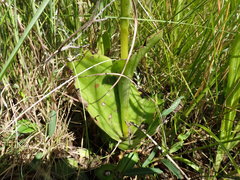 Satyrium macrophyllum