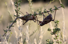 Acanthoplus