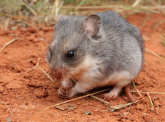 Saccostomus campestris
