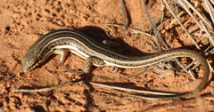 Trachylepis occidentalis