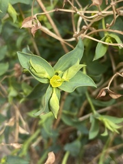Euphorbia schizoloba